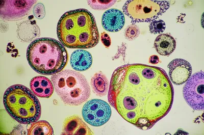 Illustration microscope