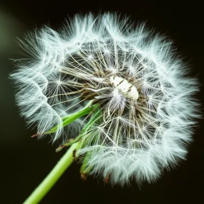 Illustration blew - Image 1