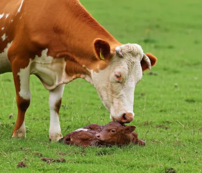 Illustration calve - Image 1