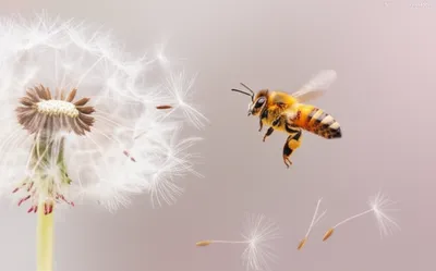 Illustration buzz - Image 1