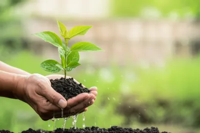 Illustration nursed - Image 1