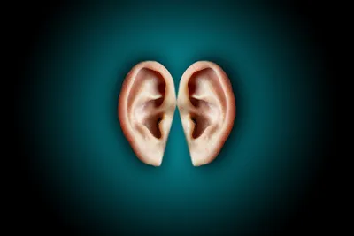 Illustration pinna - Image 2