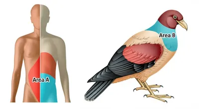 Illustration neck - Image 1