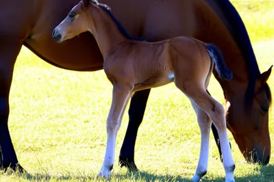 Illustration foals - Image 1