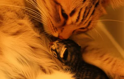 Illustration throws - Image 1