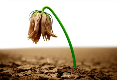 Illustration nevertheless