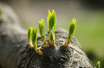 Illustration sprigs - Image 1