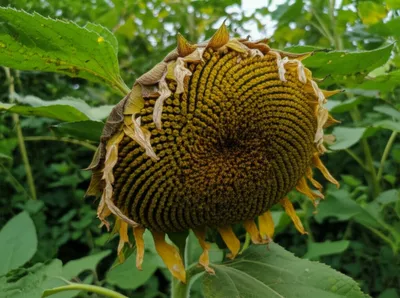 Illustration wither - Image 1