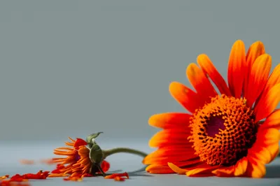 Illustration waning - Image 1