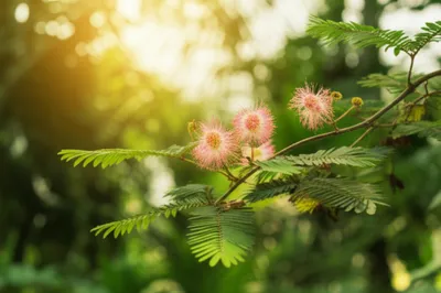 Illustration mimosas - Image 1