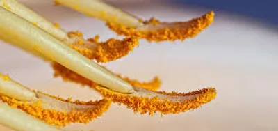 Illustration pollen - Image 2