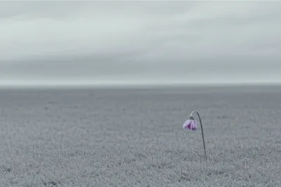 Illustration dullness - Image 1