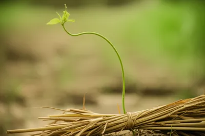 Illustration with - Image 1