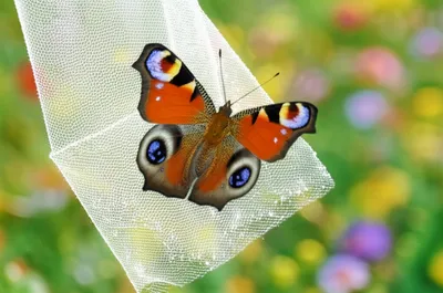 Illustration meshing - Image 1