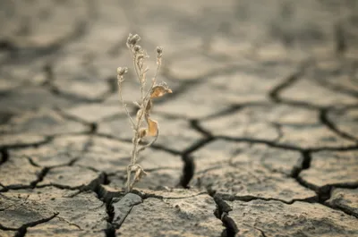 Illustration meagre - Image 1