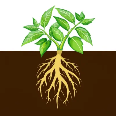 Illustration function - Image 1