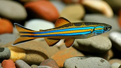 Illustration darter - Image 1