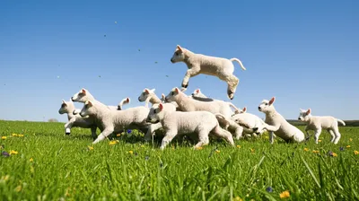 Illustration gambol - Image 1