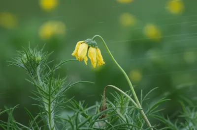 Illustration pansy - Image 1