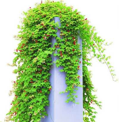 Illustration vegetal - Image 1