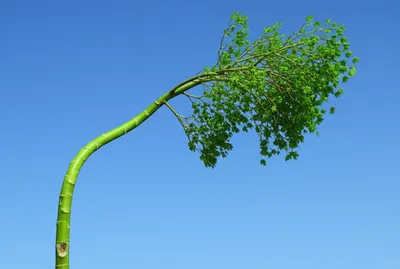 Illustration bending - Image 1