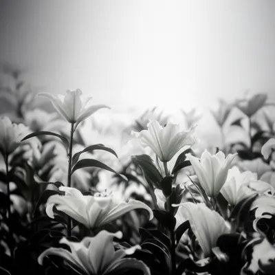 Illustration lily - Image 1