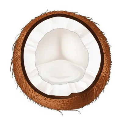 Illustration cocoanuts - Image 1