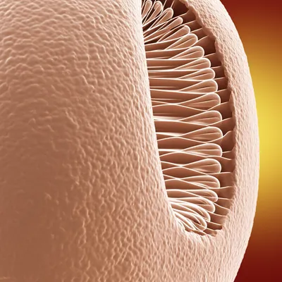 Illustration keratinizing - Image 1