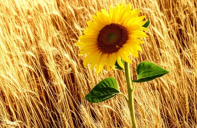 Illustration risen - Image 1