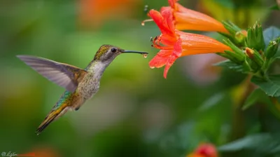 Illustration heartbeats - Image 1