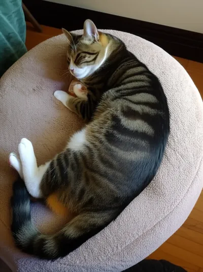 Illustration reclining - Image 1