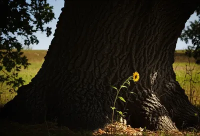 Illustration overshadowed - Image 1