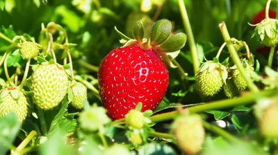 Illustration rarer - Image 1