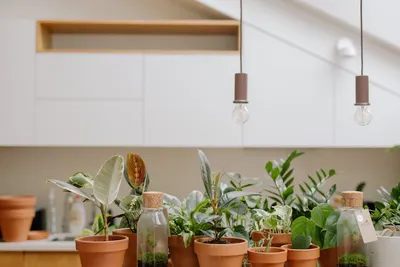 Illustration terrariums - Image 1