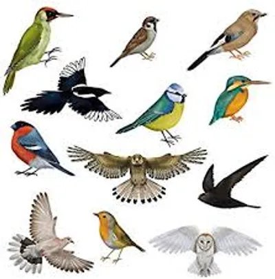 Illustration bird - Image 2