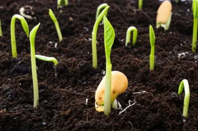 Illustration bred - Image 1