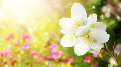 Illustration fragrances