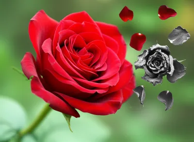 Illustration faded - Image 1