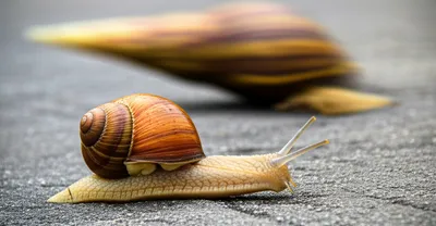 Illustration deliberate - Image 1