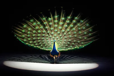 Illustration strutted - Image 1