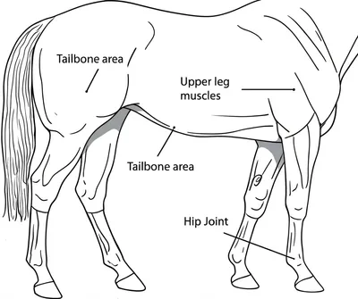 Illustration hindquarters - Image 1
