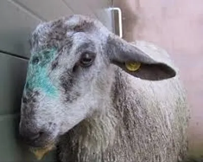 Illustration sturdy - Image 3