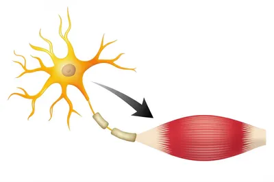 Illustration effector - Image 1