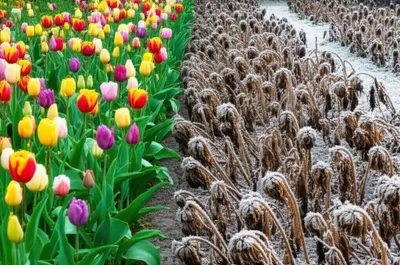 Illustration nipping - Image 1