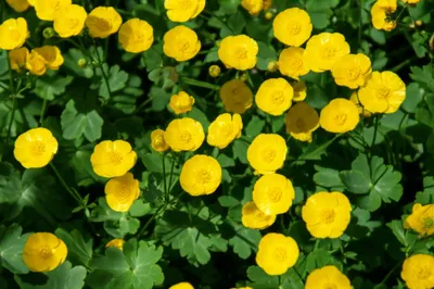 Illustration crowfoot