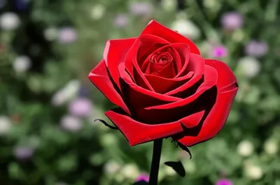 Illustration definitives