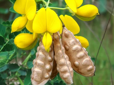 Illustration rattlebox - Image 1