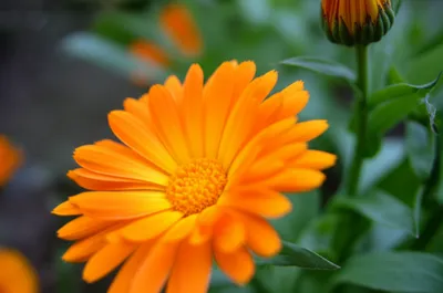 Illustration marigolds - Image 1