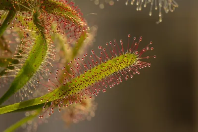 Illustration drosera