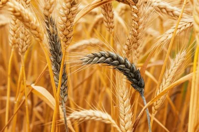 Illustration smut - Image 1